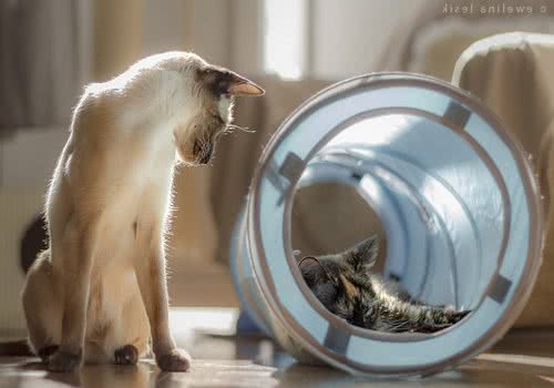 短毛猫的洗澡方法