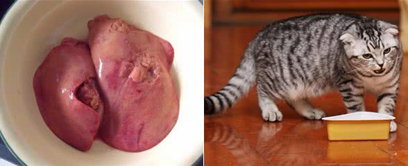 猫咪吃鸡肝好吗？