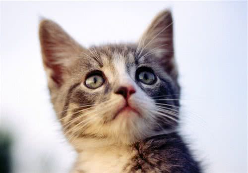 三种常见猫砂盆的特点分析