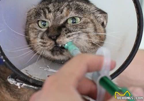 猫咪不肯吃药怎么办