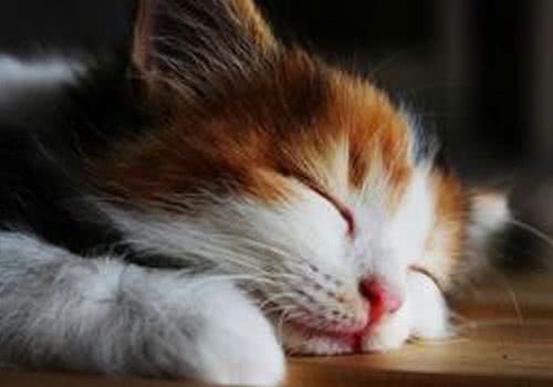 猫咪的家庭训练