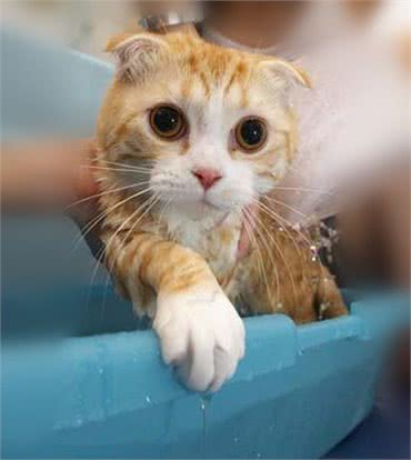 五个妙招让猫咪远离疾病