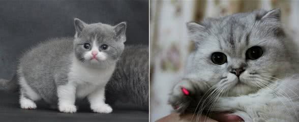 你了解你的猫咪吗？
