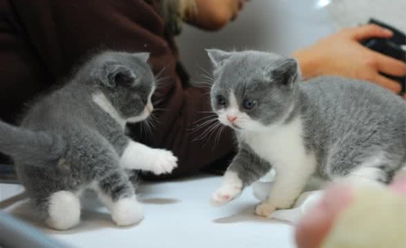 猫咪表示好感的办法以及猫咪日常行为