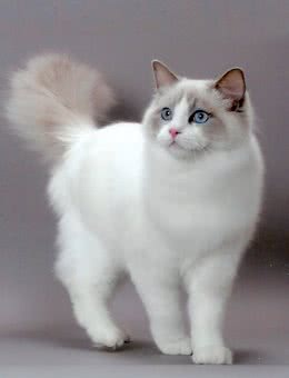 布偶猫(ragdoll)CFA标准