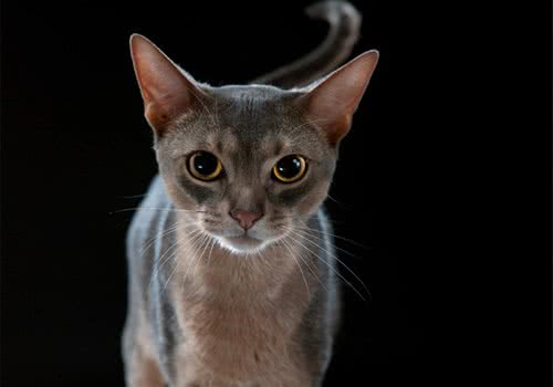 左侧胸腔可观察猫咪的心率