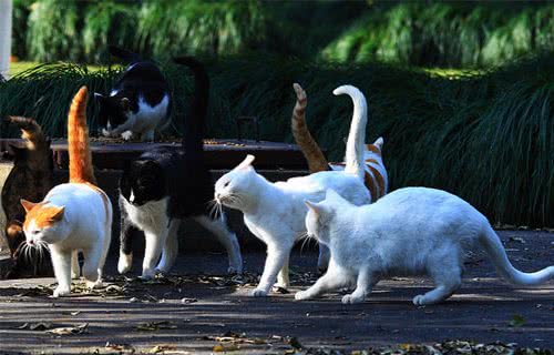 如果猫咪都没有做绝育