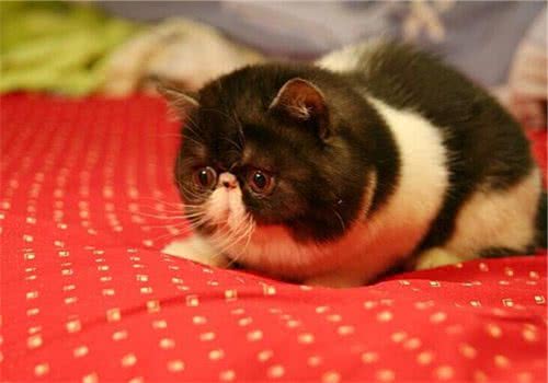 如何解决猫咪节后综合症