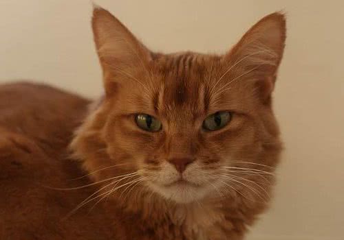 索马里猫的性格特点