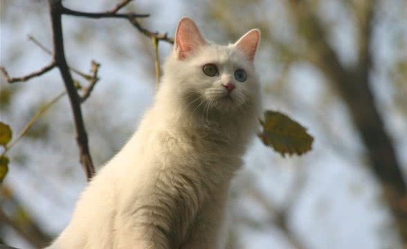 山东狮子猫的品种分类