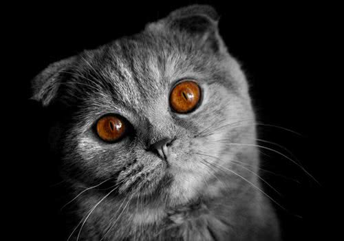 换猫砂对猫咪有影响吗