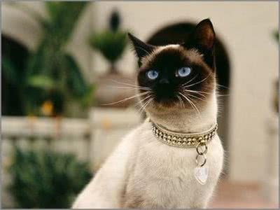 猫咪有压力时的表现