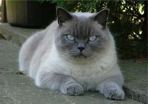 猫咪打喷嚏一定是感冒了吗
