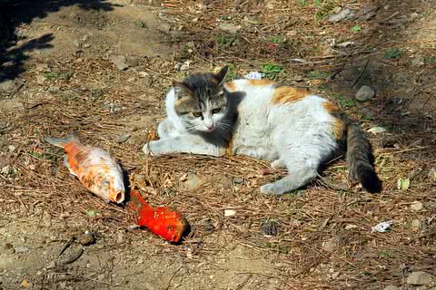 让猫咪吃鱼的时候要注意什么