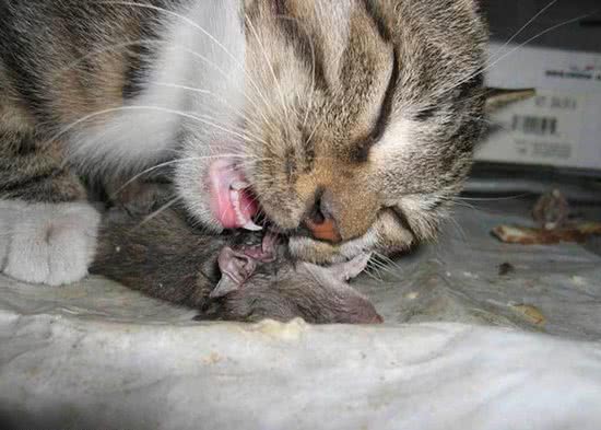 如何训练猫不吃死老鼠