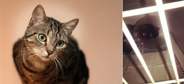 人的治病良药可能是猫咪的致命毒药