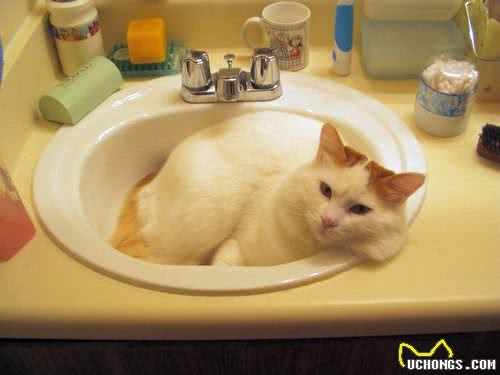 养宠物猫，你准备好了吗