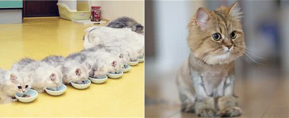 多大的猫算成猫？猫多大可以吃成猫粮？