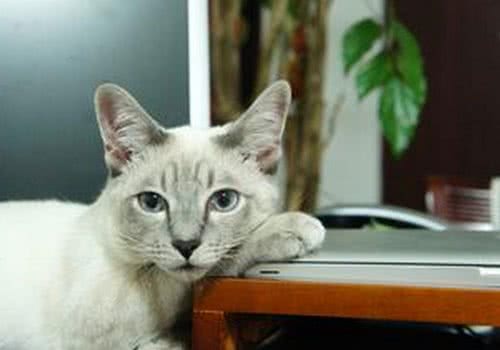 不在家时，猫咪都在干什么？