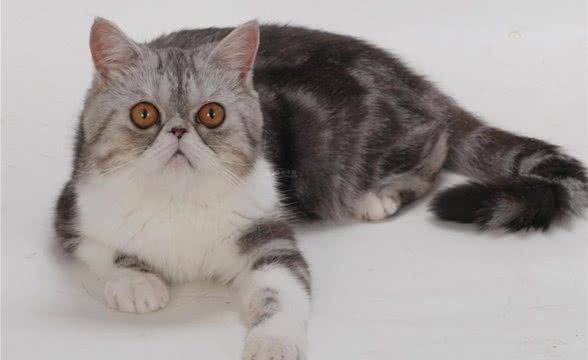 有关异国短毛猫的具体介绍