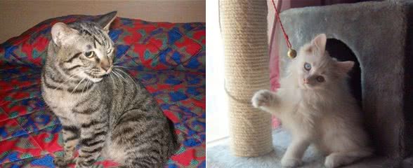 训练猫咪需要正确的刺激方法
