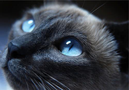 猫咪的视觉究竟是怎样的？