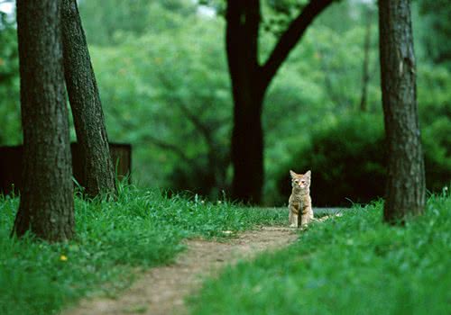 教你搞定猫咪和狗狗相处问题