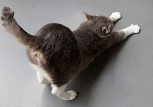从猫臀看猫咪健康