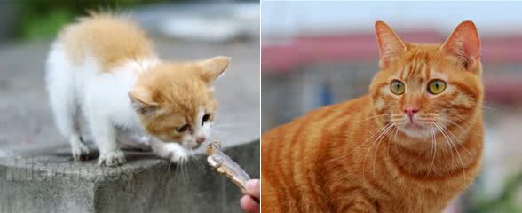 从猫贩子那里买猫有哪些风险？