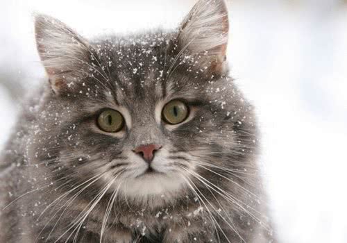 春季养猫的注意事项