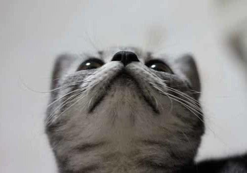 猫咪养护误区之愉悦的呼噜？