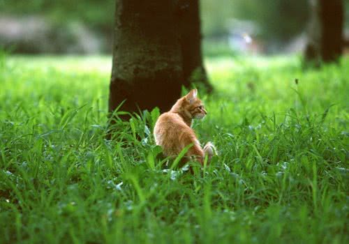 收养流浪猫的方法