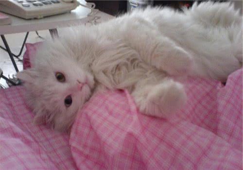 如何取消猫咪的爱心叫醒
