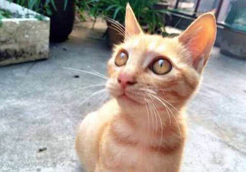 悲伤的故事:猫咪为什么吃多长不胖?