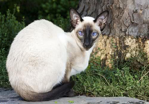 如何控制猫咪洗澡水温