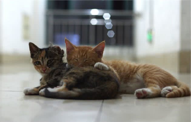 猫咪在床上尿尿怎么办