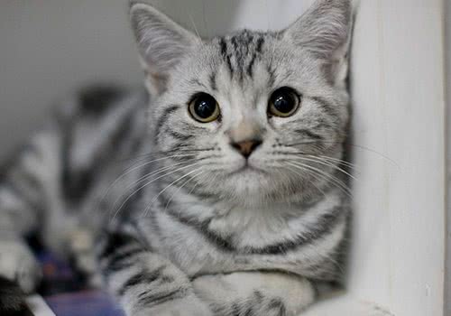 如何训练猫不上床