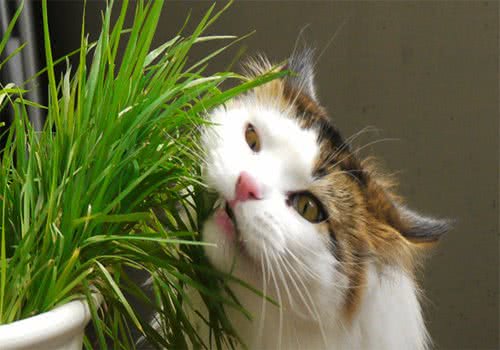 多大的猫咪可以喂猫草？