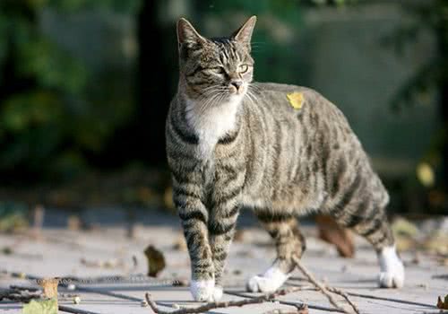 中国狸花猫多少钱