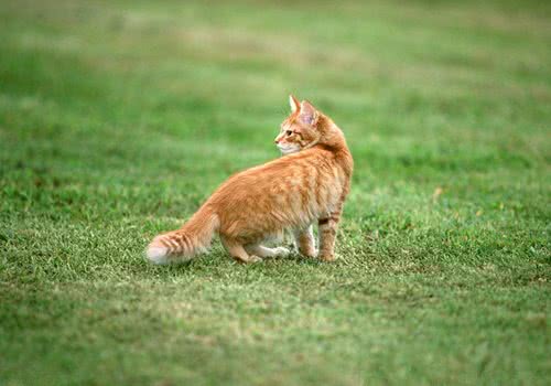 猫咪不回家的原因及应对措施
