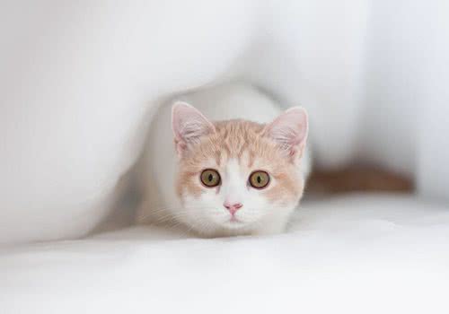 猫咪中暑原因和处理方法有哪些？