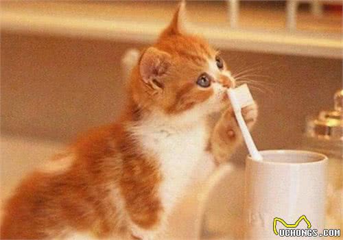 猫咪中暑原因和处理方法有哪些？