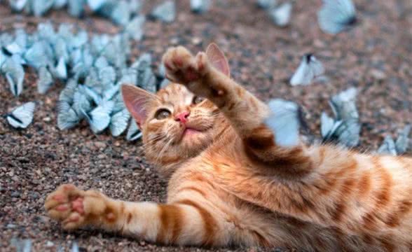 猫咪饲养常见疑难问题汇总