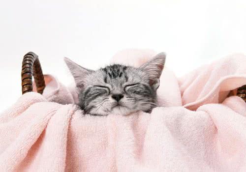 猫咪是否跟人类一样好面子