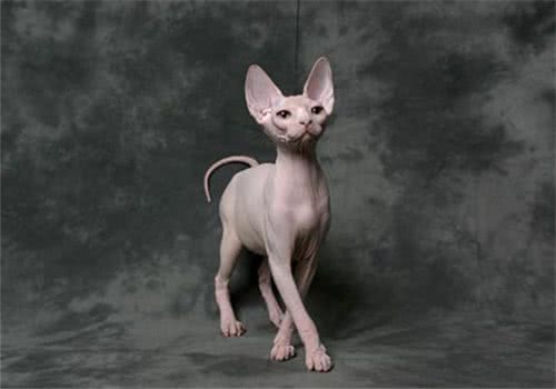 为什么有些人会对猫毛过敏?