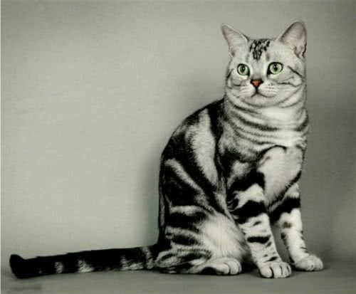 中华田园猫的品种