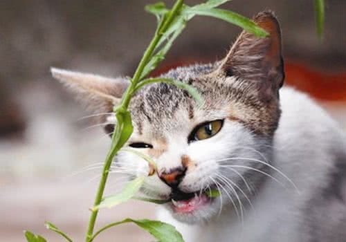 猫咪能吃的植物