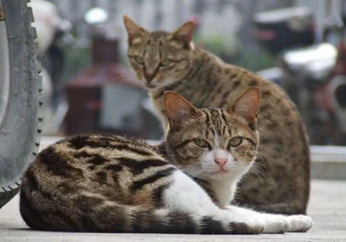 中国狸花猫的喂食要求