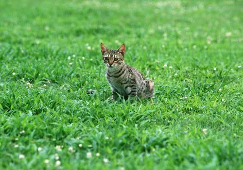 被自家猫咪咬出血需要打疫苗吗