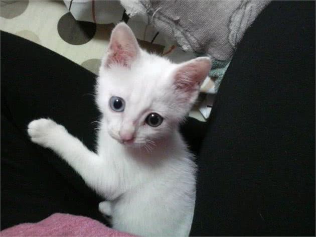 喂养猫咪不可缺少的六大营养要素